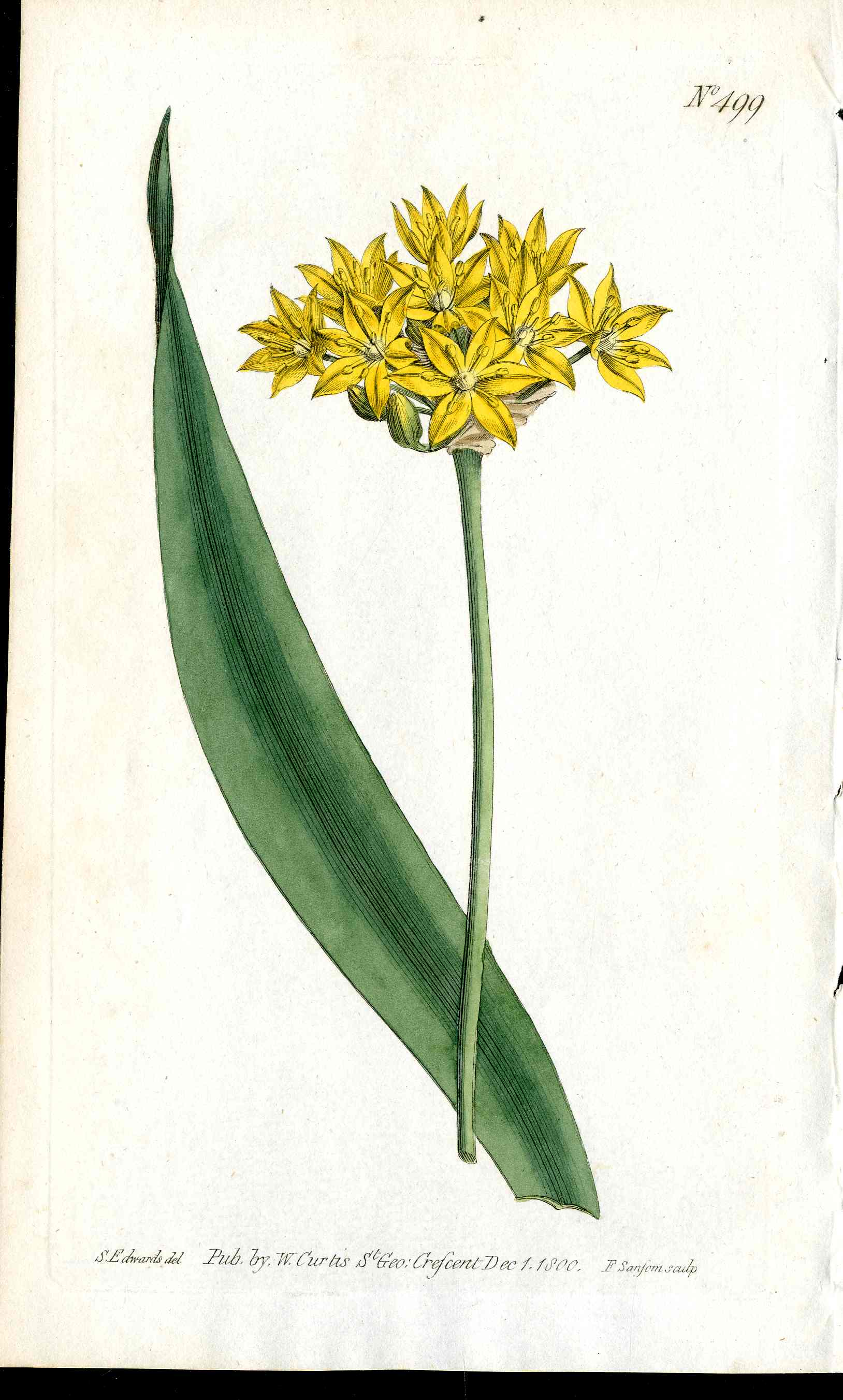 1787 Curtis Botanical Magazine Print Yellow Garlic