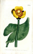 1787 Curtis Botanical Magazine Print Three Colored Water Lily - Panteek Antique Prints