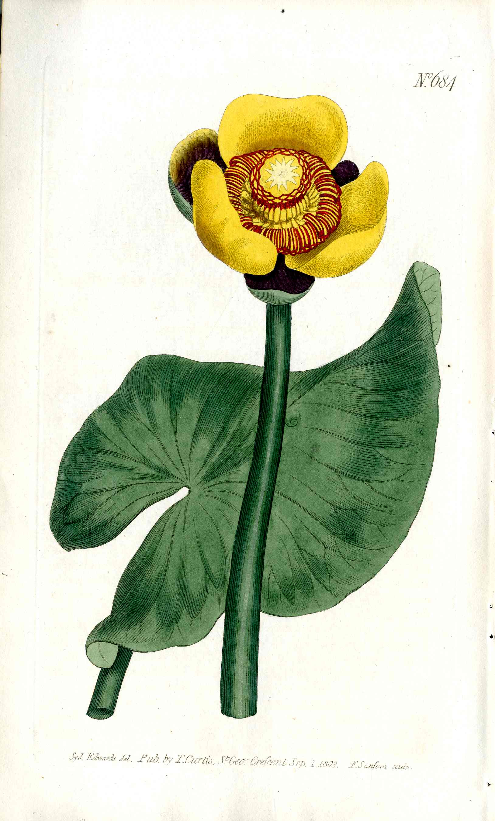 1787 Curtis Botanical Magazine Print Three Colored Water Lily