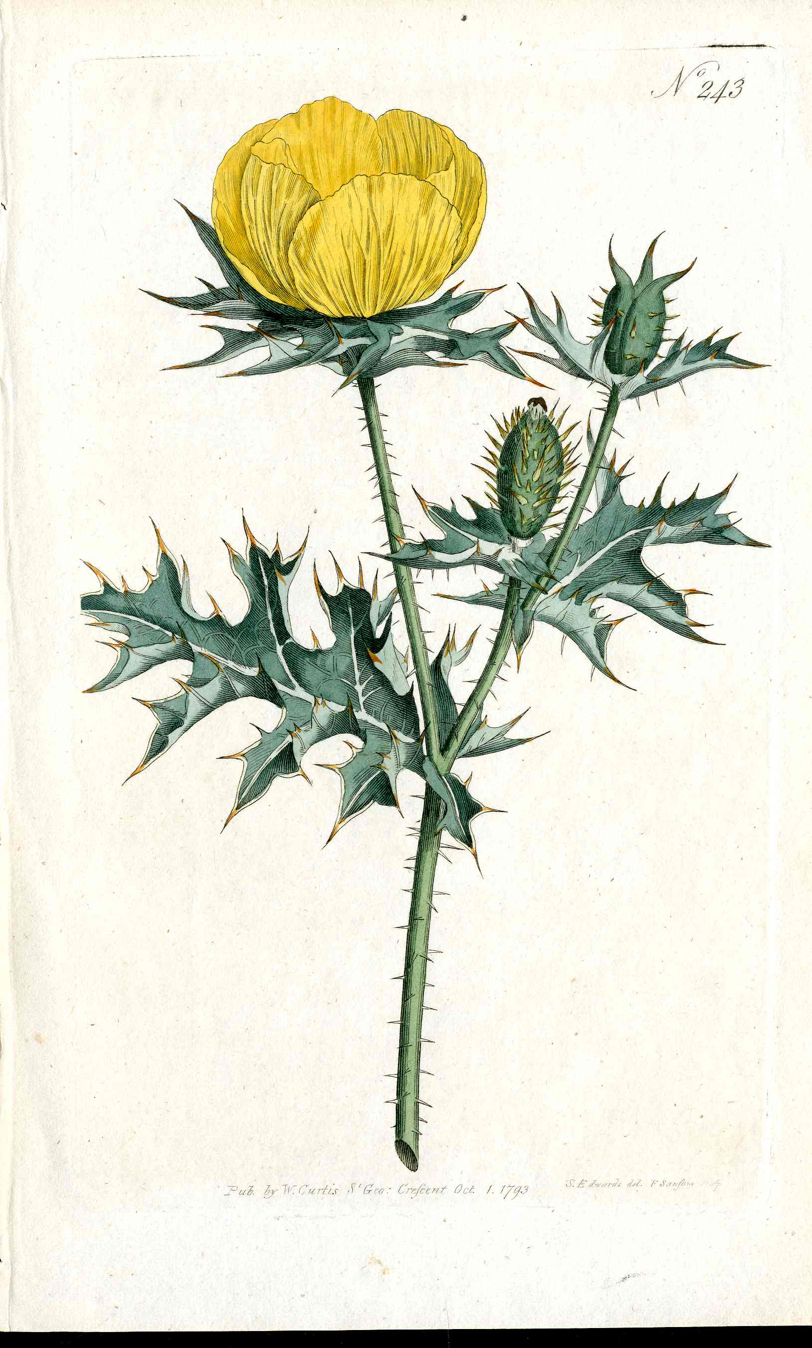 1787 Curtis Botanical Magazine Print Mexican Yellow Poppy