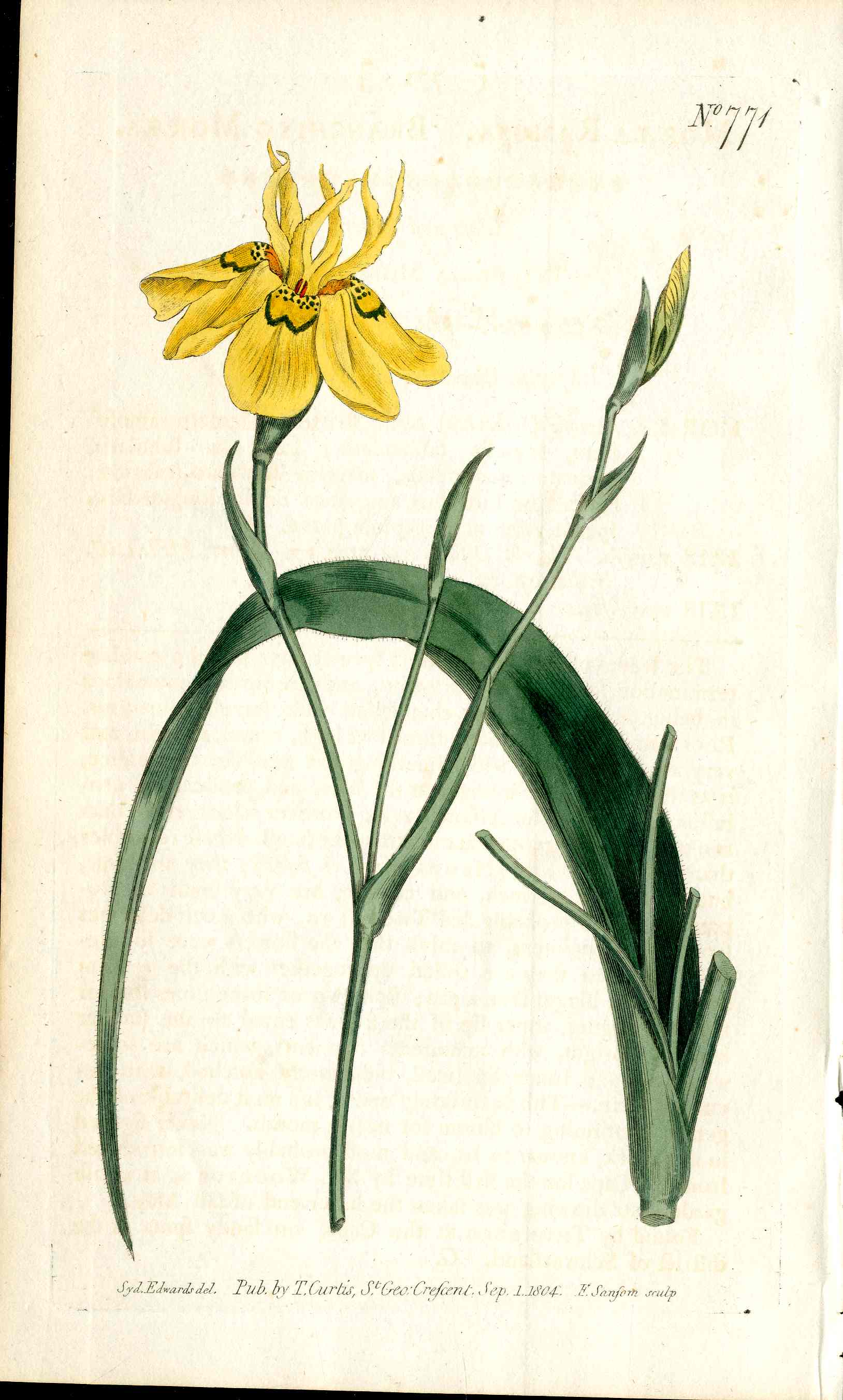 1787 Curtis Botanical Magazine Print Yellow Iris Morea