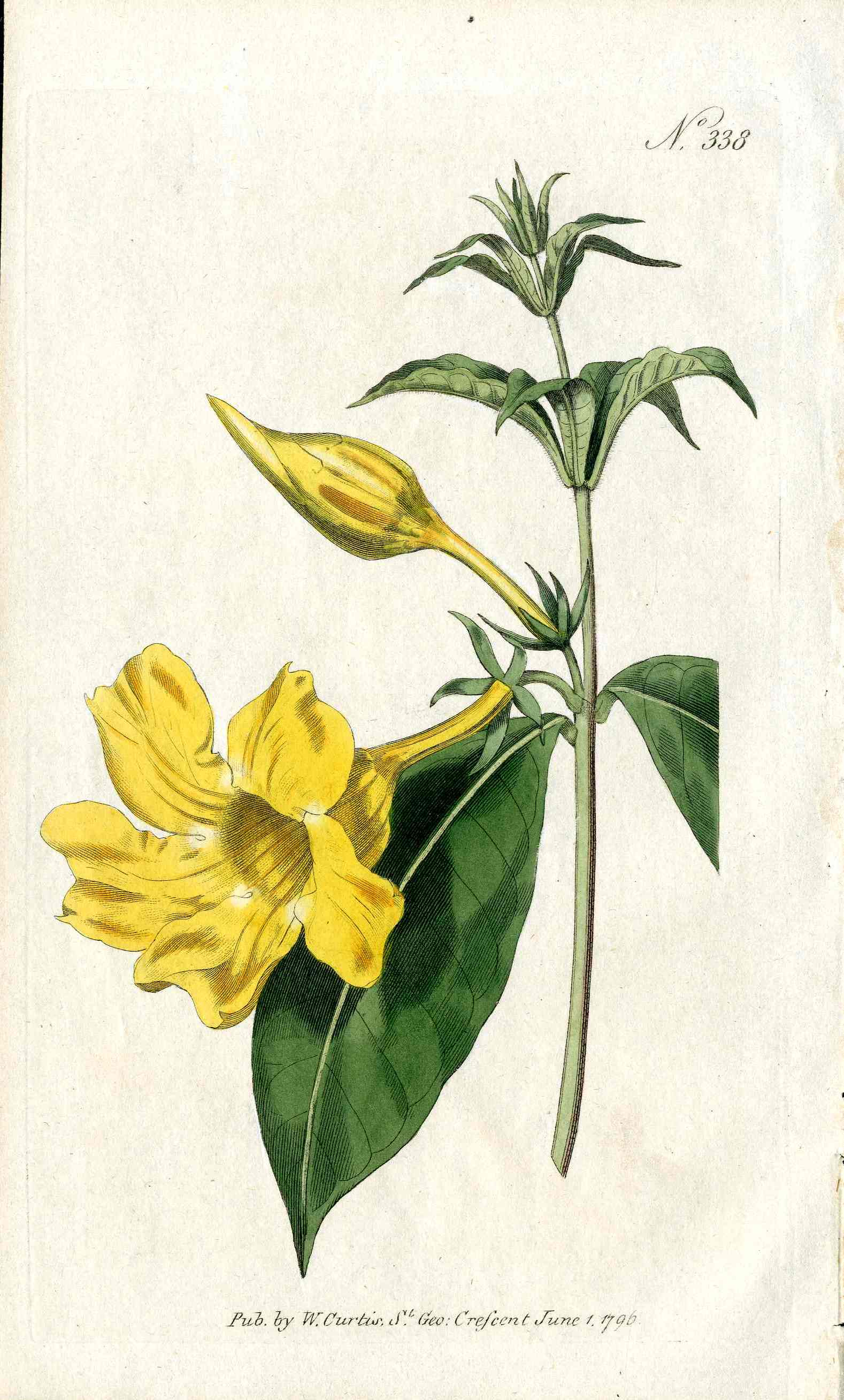 1787 Curtis Botanical Magazine Print Golden Trumpet Flower