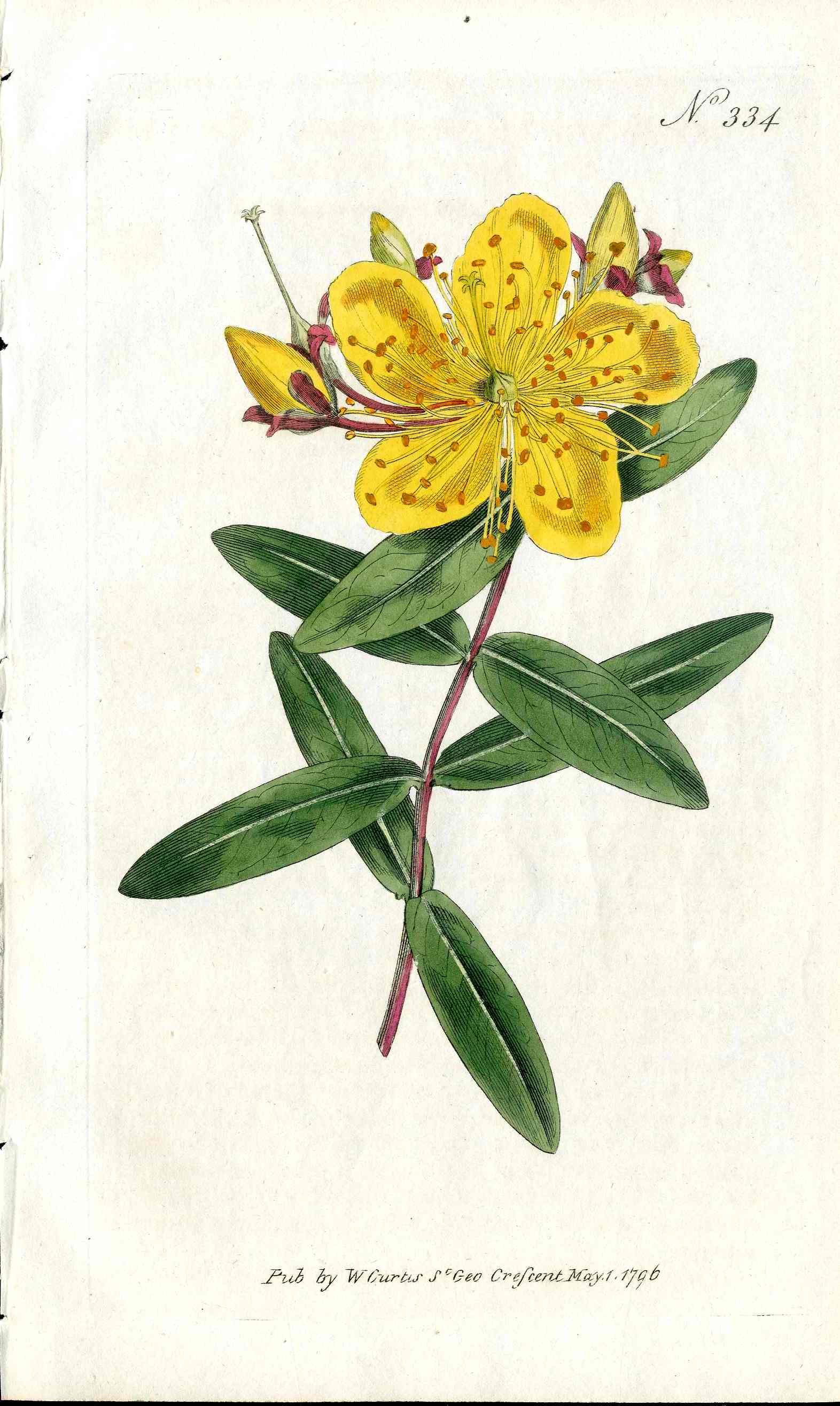1787 Curtis Botanical Magazine Print Chinese St John's Wort