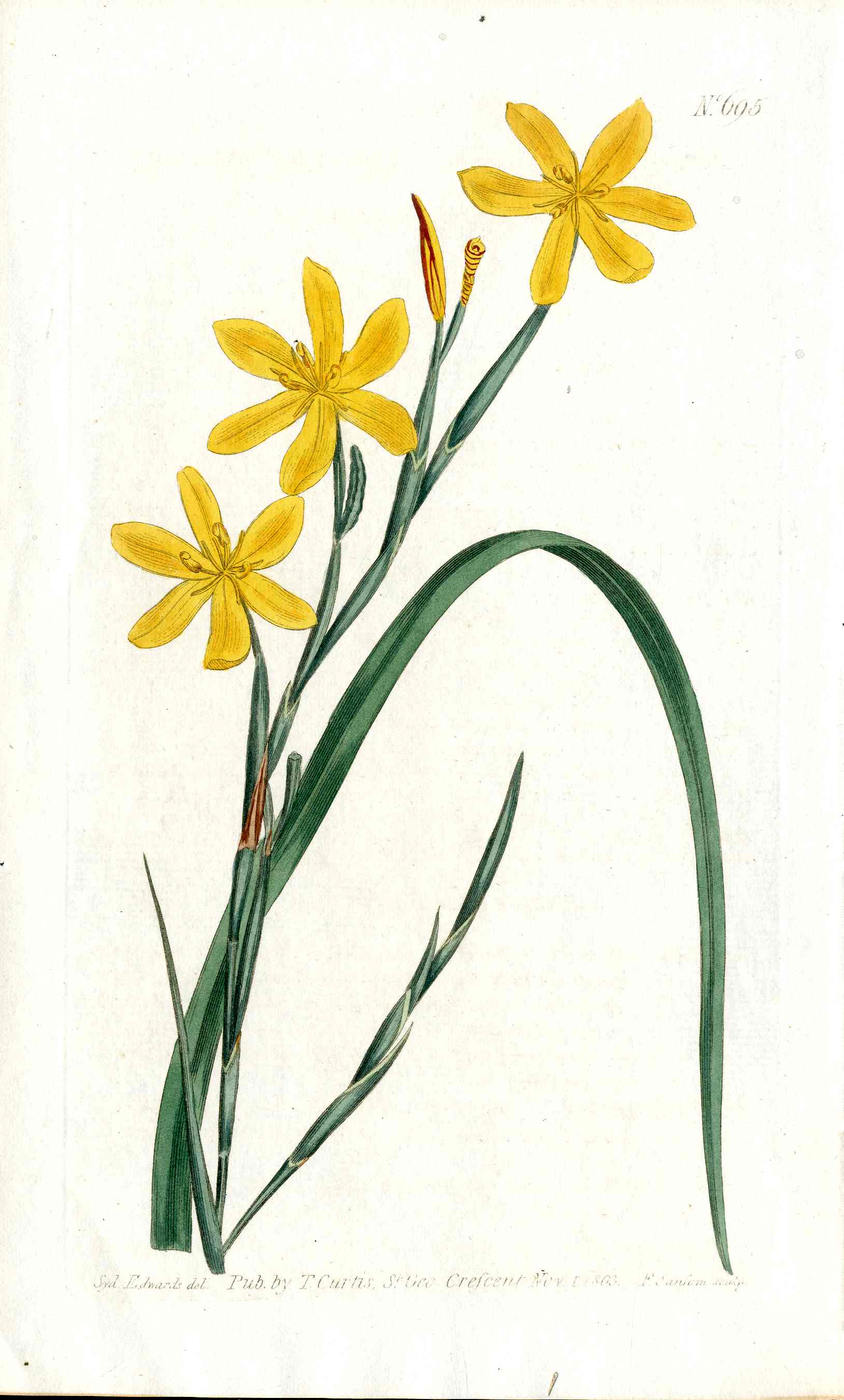 1787 Curtis Botanical Magazine Print Orange Yellow Morea