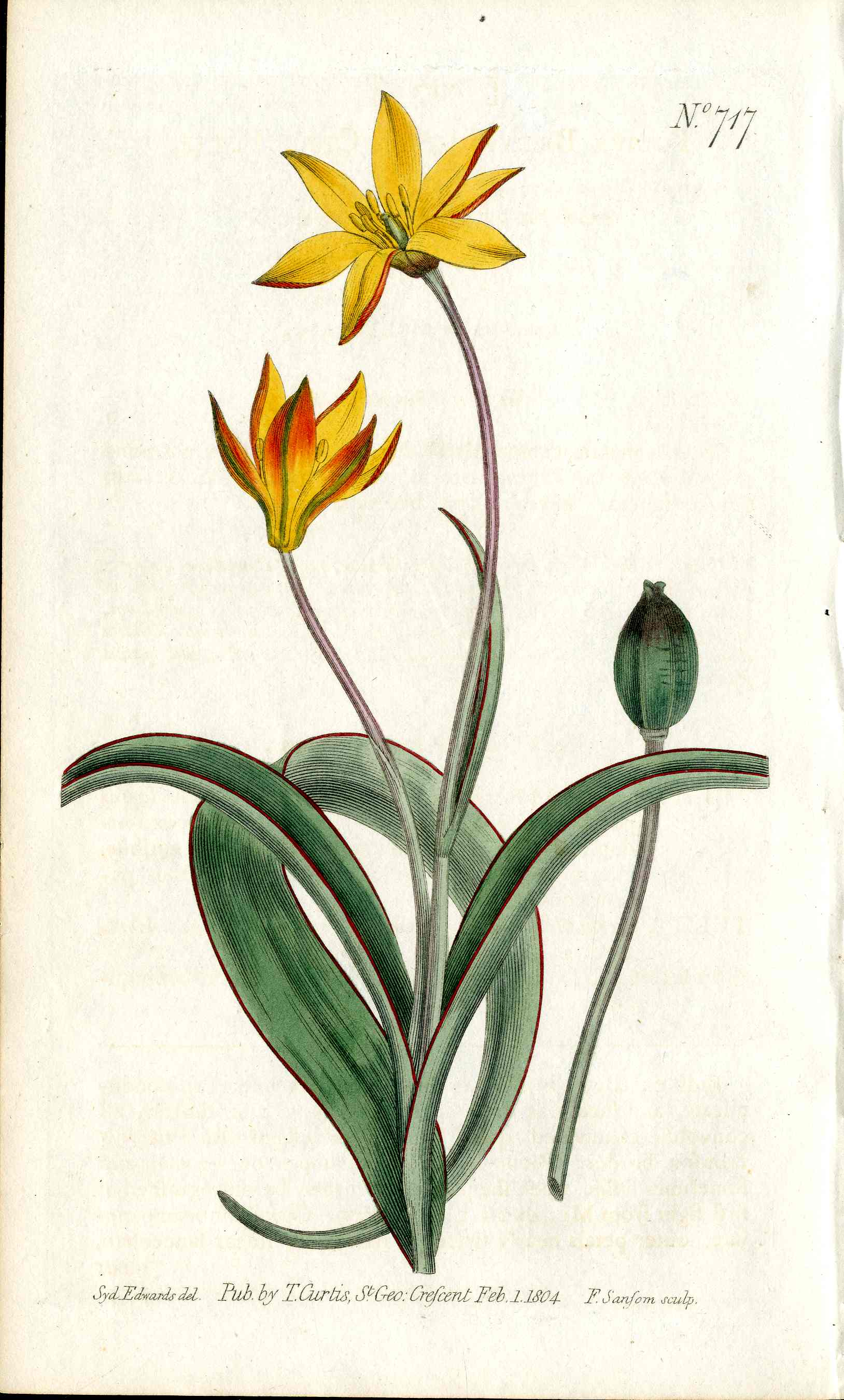 1787 Curtis Botanical Magazine Print Cape Tulip