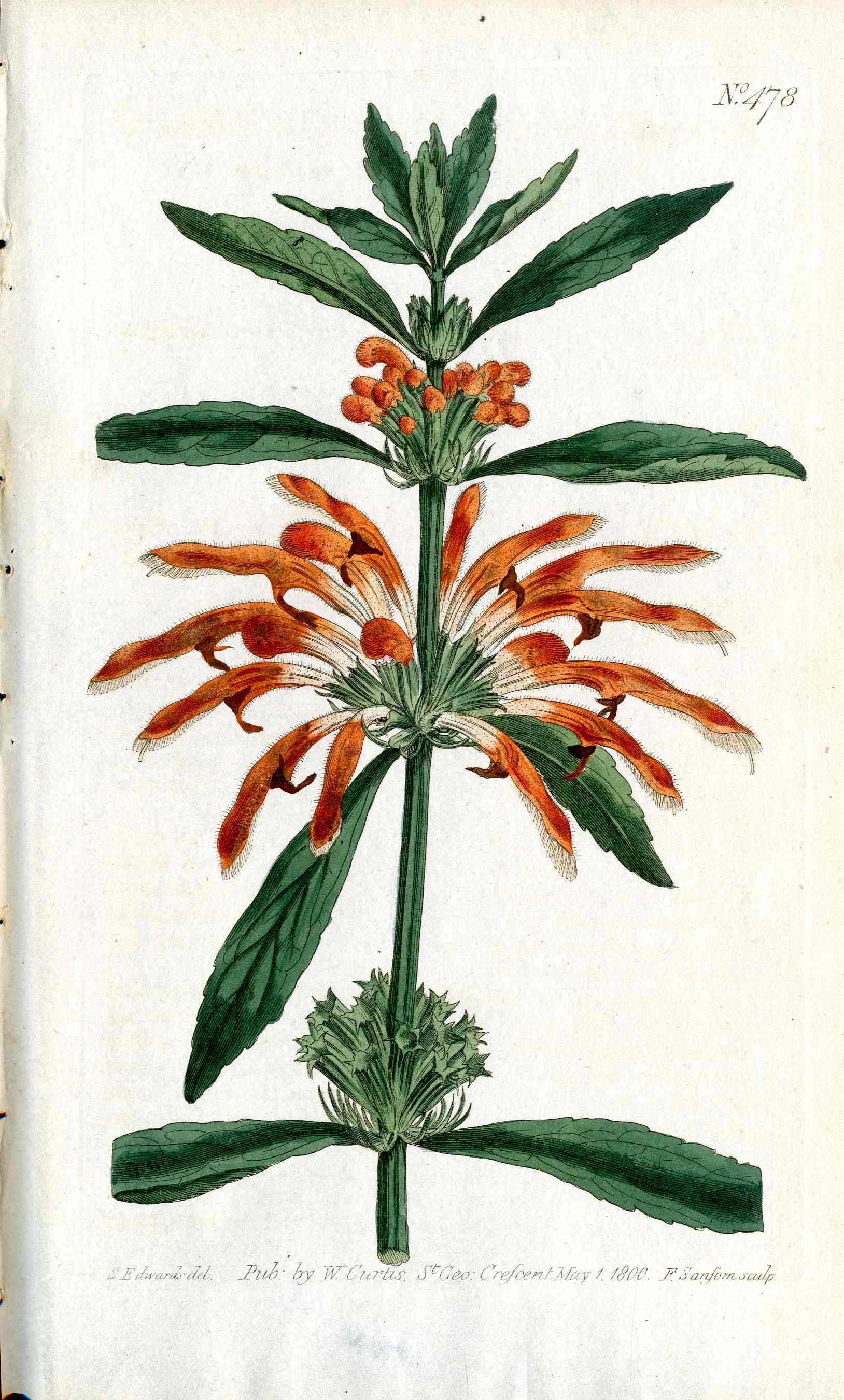 1787 Curtis Botanical Magazine Print Lion's Tale Stachys