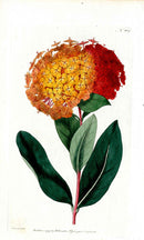 1787 Curtis Botanical Magazine Print Scarlet Ixora - Panteek Antique Prints