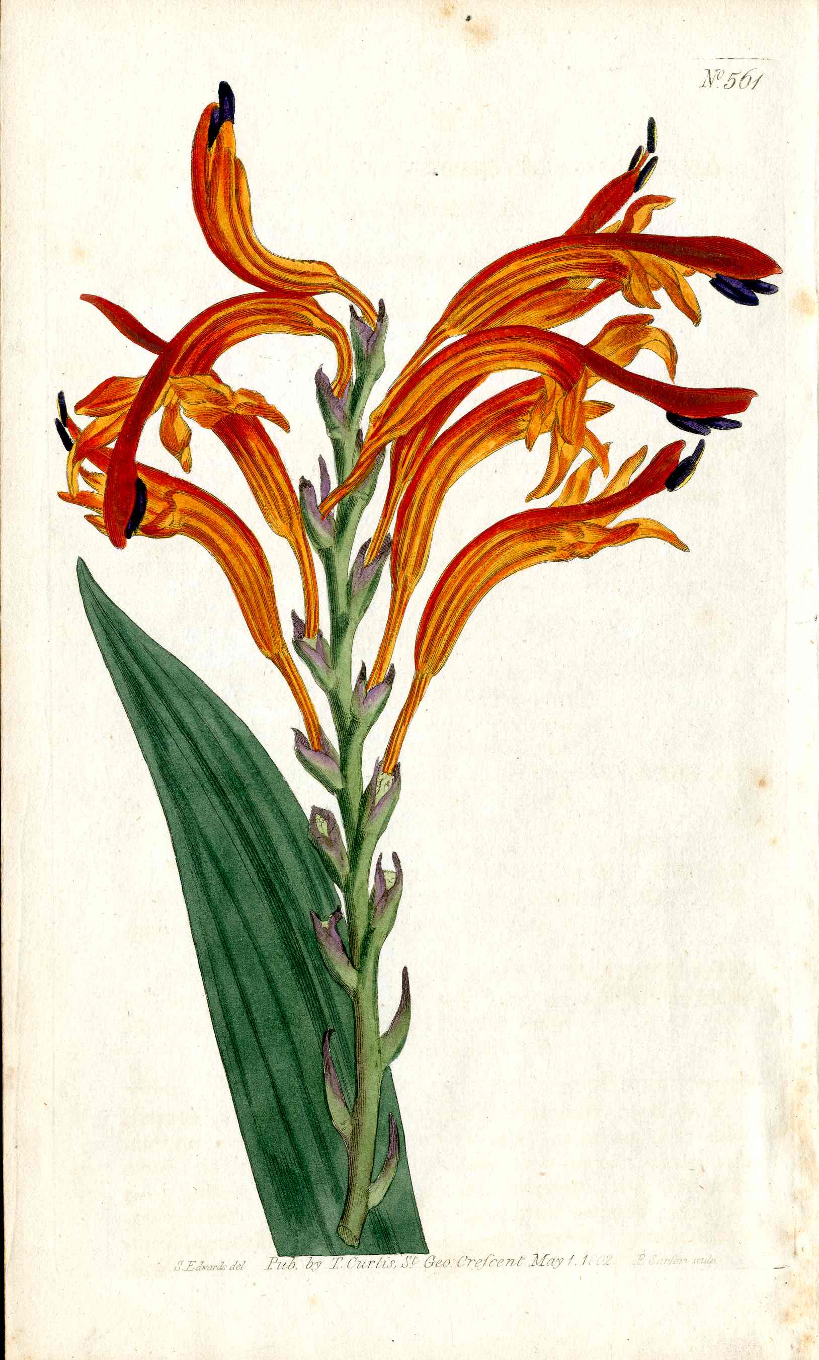 1787 Curtis Botanical Magazine Print Orange Gladiolus