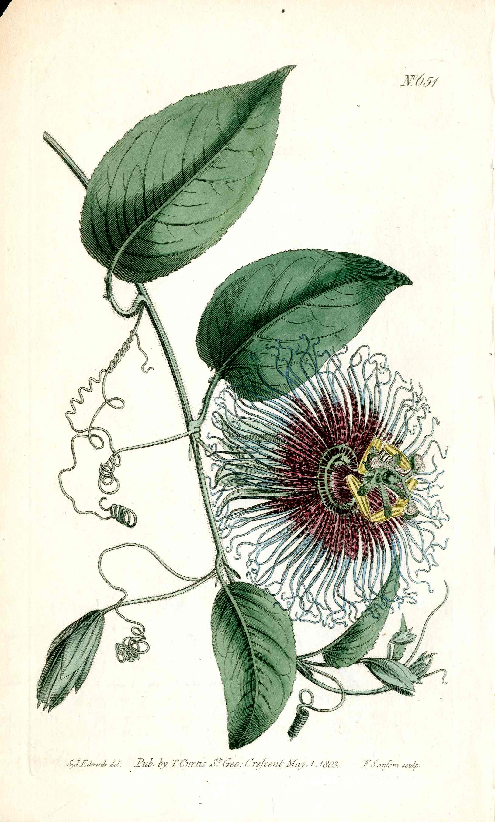 1787 Curtis Botanical Magazine Print Passion Flower