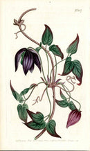 1787 Curtis Botanical Magazine Print American Western Clematis - Panteek Antique Prints