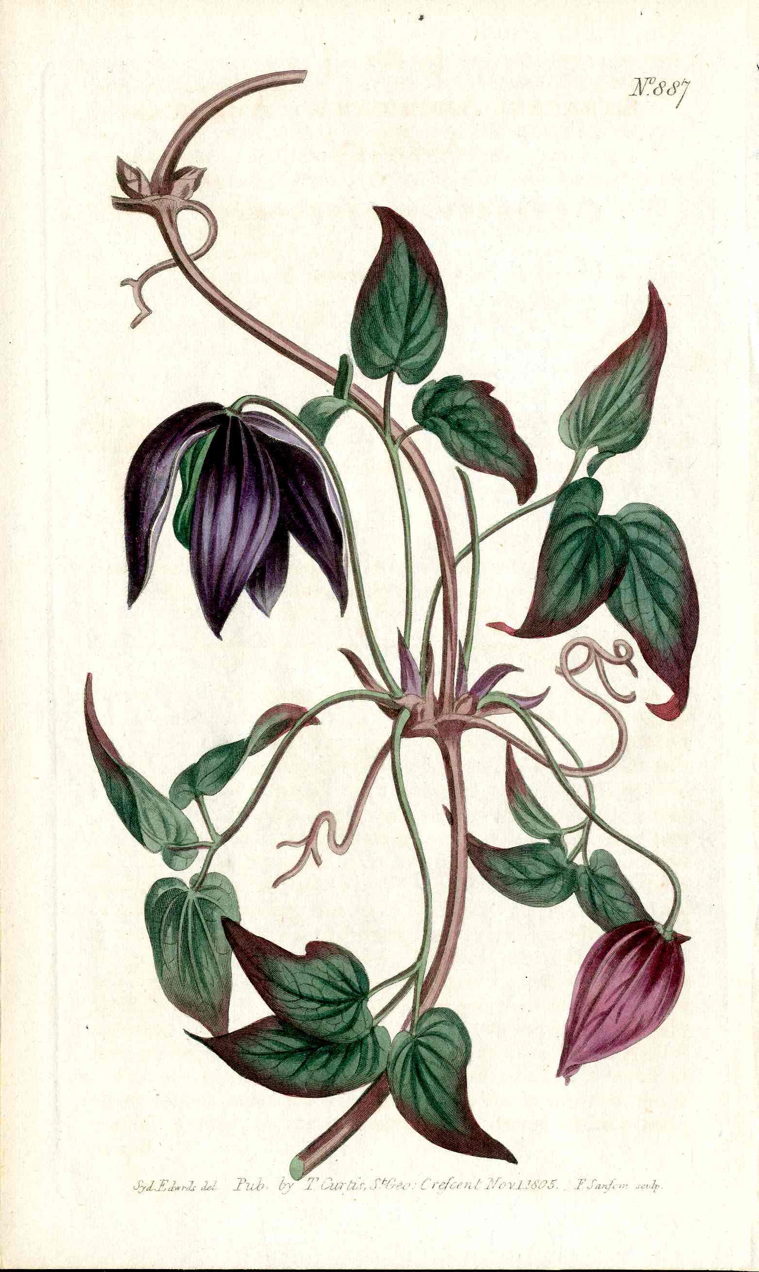 1787 Curtis Botanical Magazine Print American Western Clematis