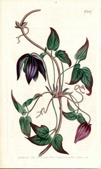1787 Curtis Botanical Magazine Print American Western Clematis - Panteek Antique Prints