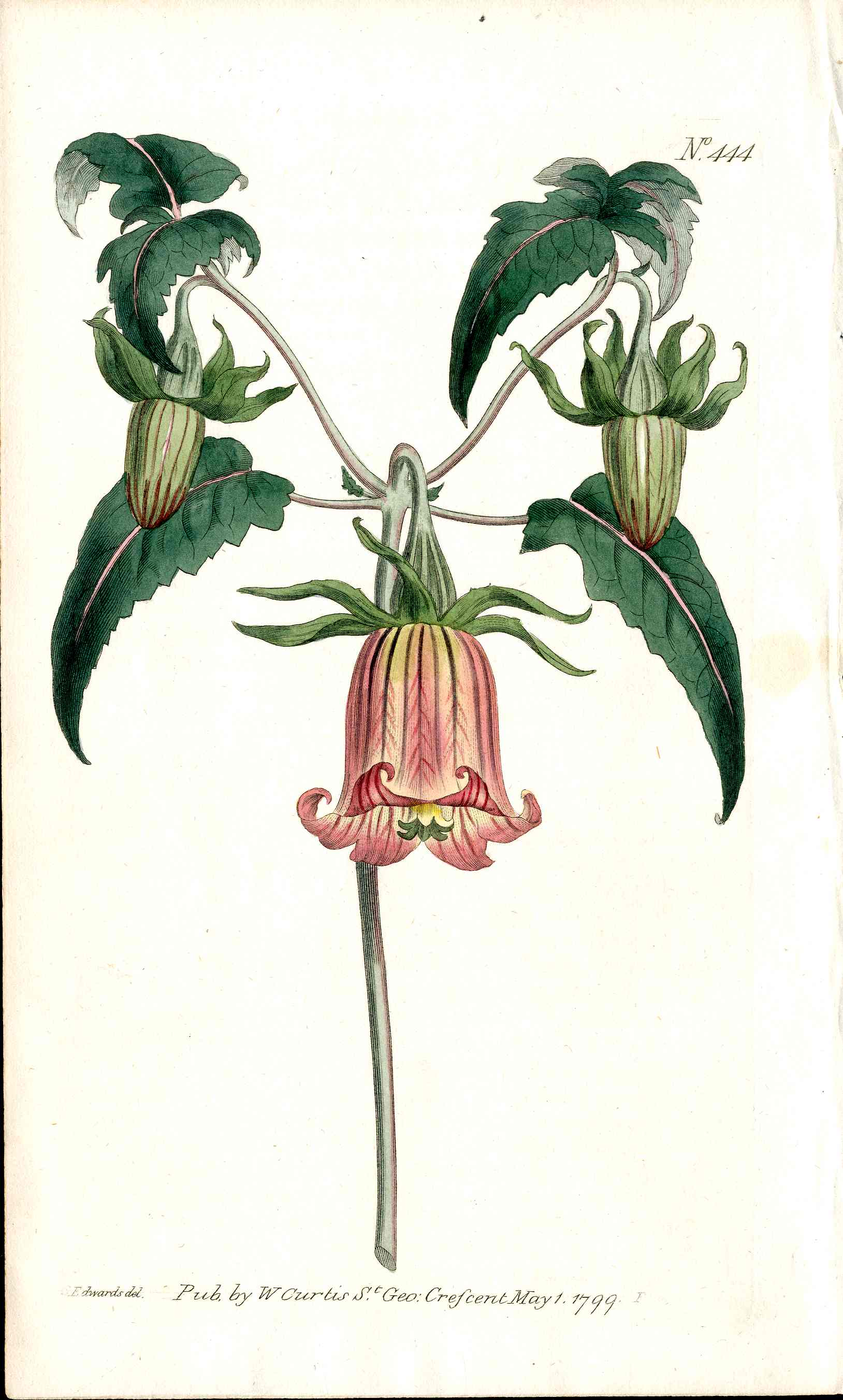 1787 Curtis Botanical Magazine Print Canary Bellflower