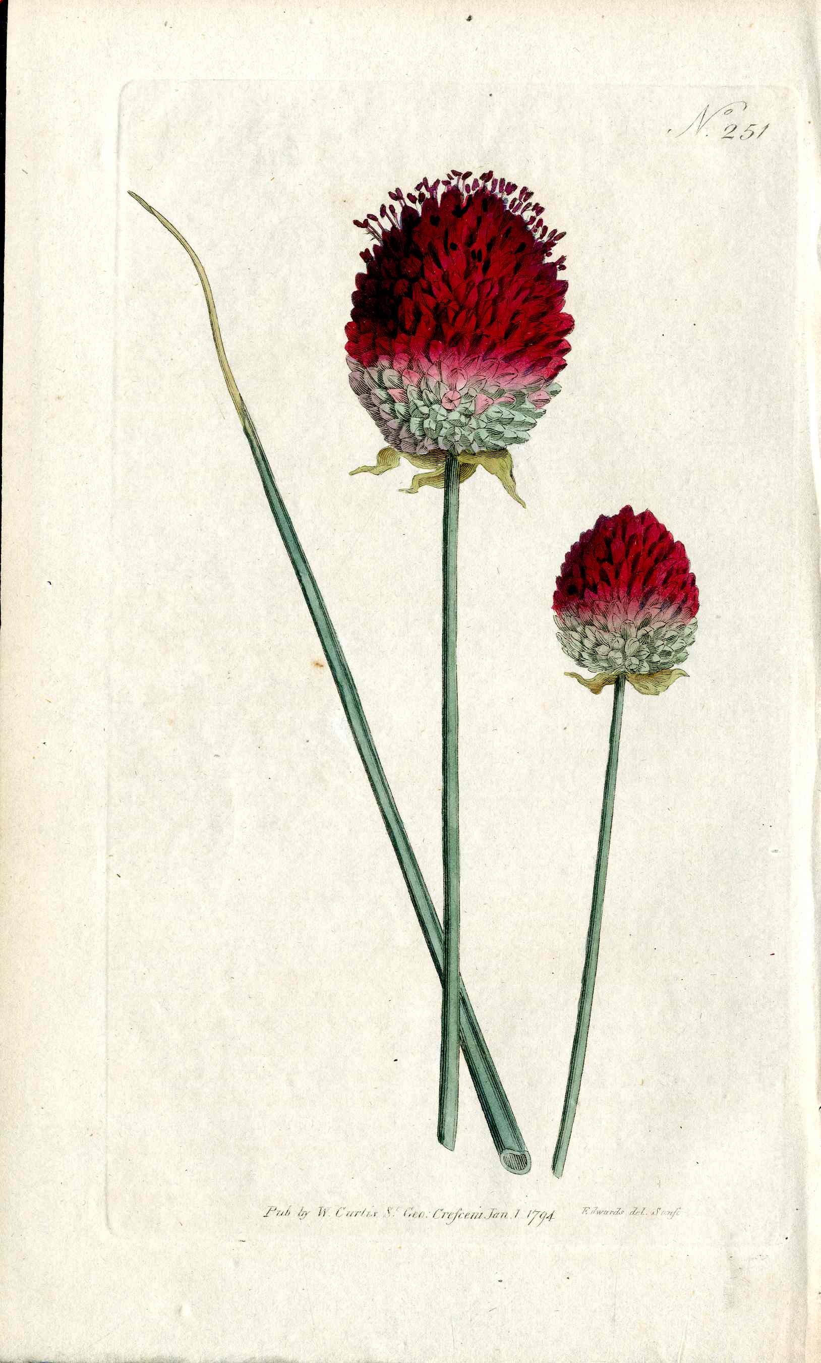 1787 Curtis Botanical Magazine Print Purple Garlic