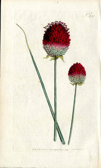 1787 Curtis Botanical Magazine Print Purple Garlic - Panteek Antique Prints