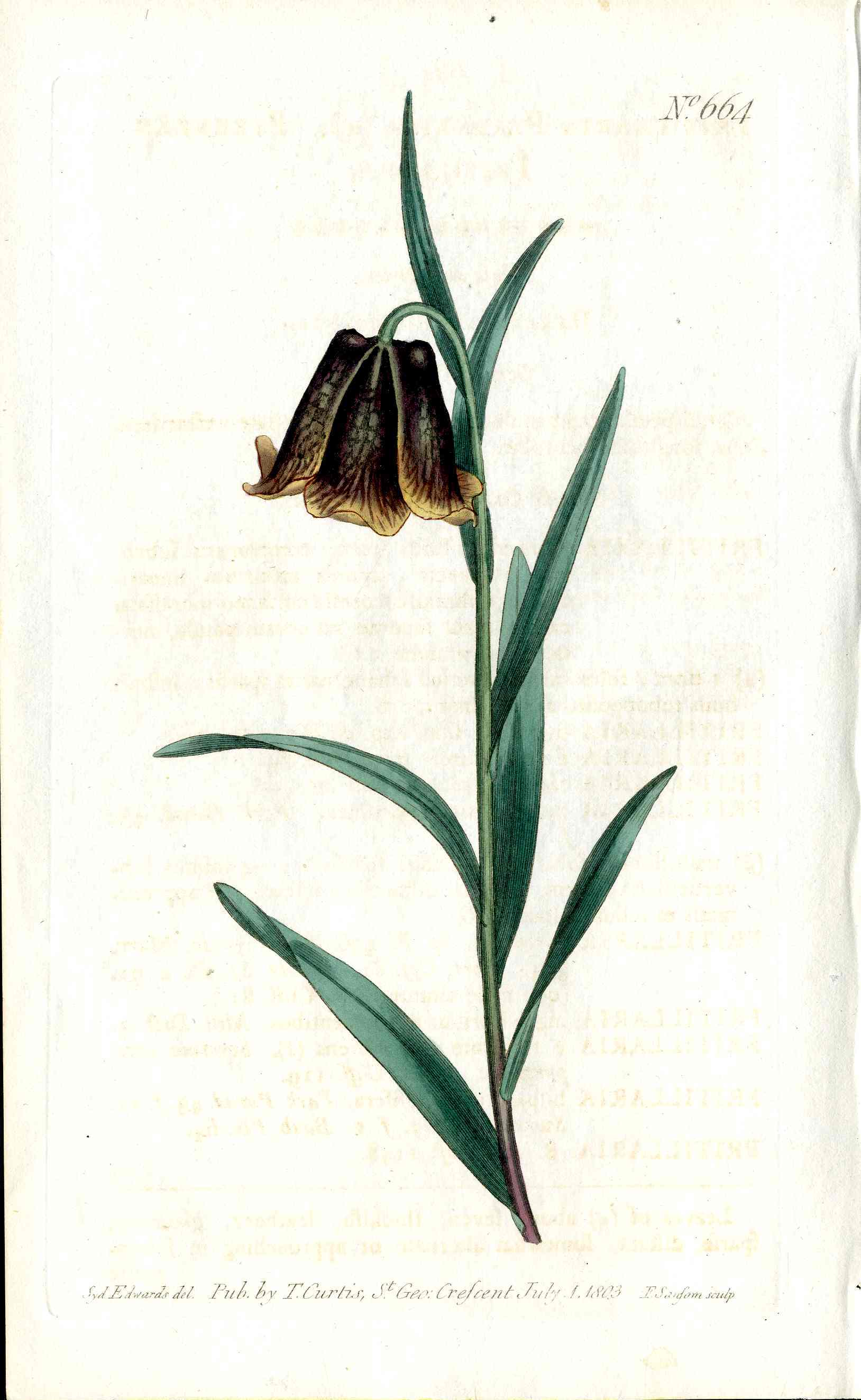 1787 Curtis Botanical Magazine Print Fritillaria Lily