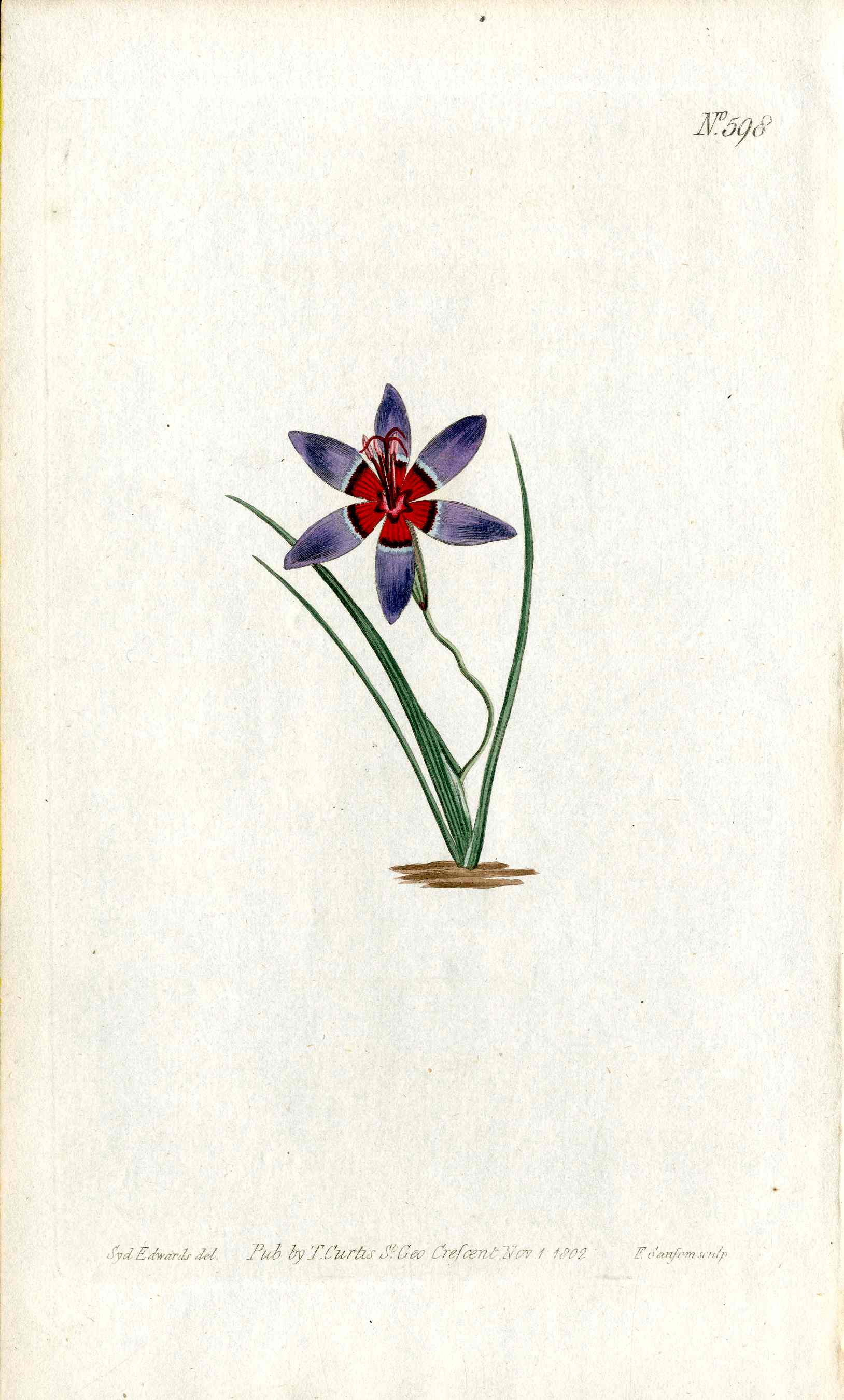 1787 Curtis Botanical Magazine Print Blue Red Ixia