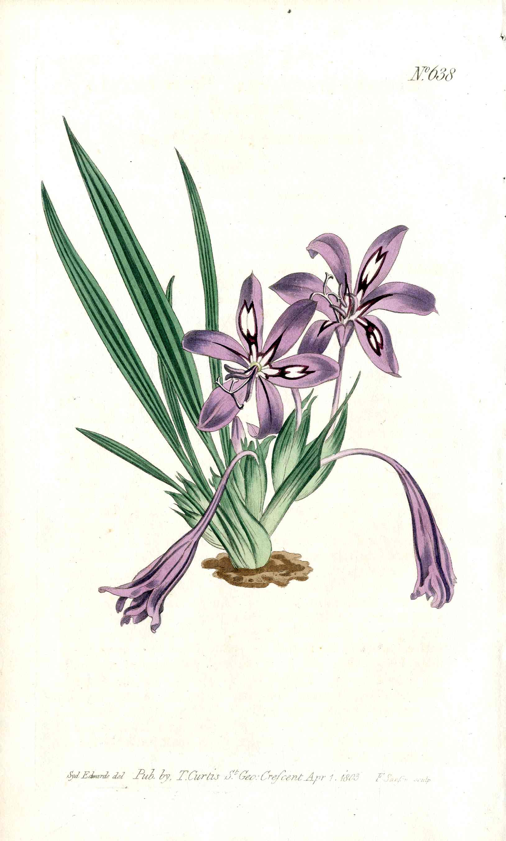 1787 Curtis Botanical Magazine Print Blue Babiana Gladiolus