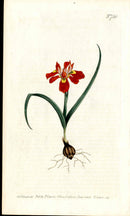 1787 Curtis Botanical Magazine Print Red Iris - Panteek Antique Prints