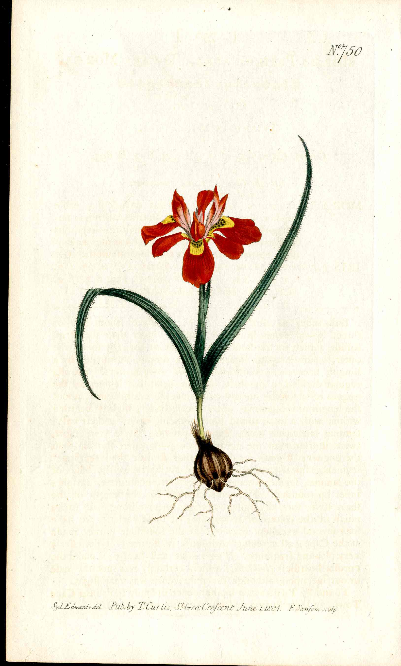 1787 Curtis Botanical Magazine Print Red Iris