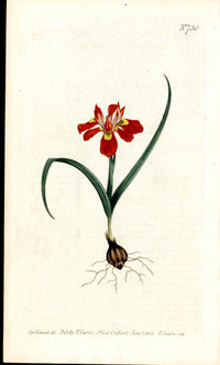 1787 Curtis Botanical Magazine Print Red Iris - Panteek Antique Prints