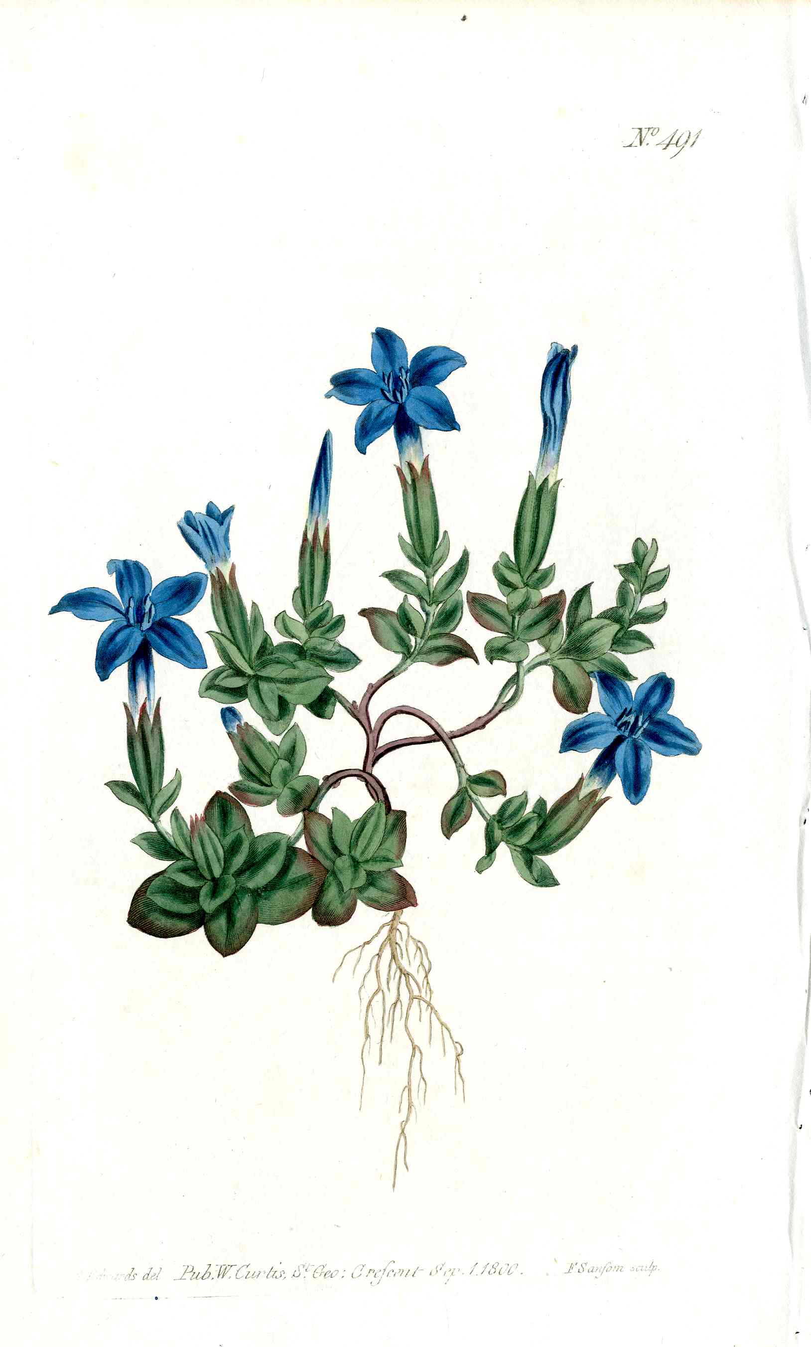 1787 Curtis Botanical Magazine Print Blue Vernal Gentian