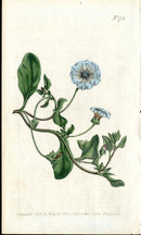 1787 Curtis Botanical Magazine Print Blue Trailing Bellflower - Panteek Antique Prints