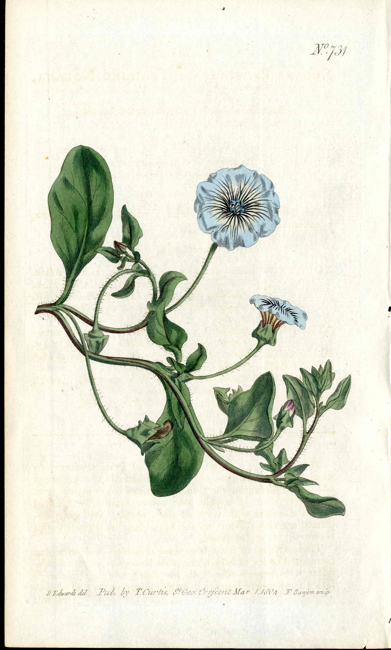 1787 Curtis Botanical Magazine Print Blue Trailing Bellflower