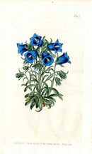 1787 Curtis Botanical Magazine Print Blue Alpin Bellflower - Panteek Antique Prints