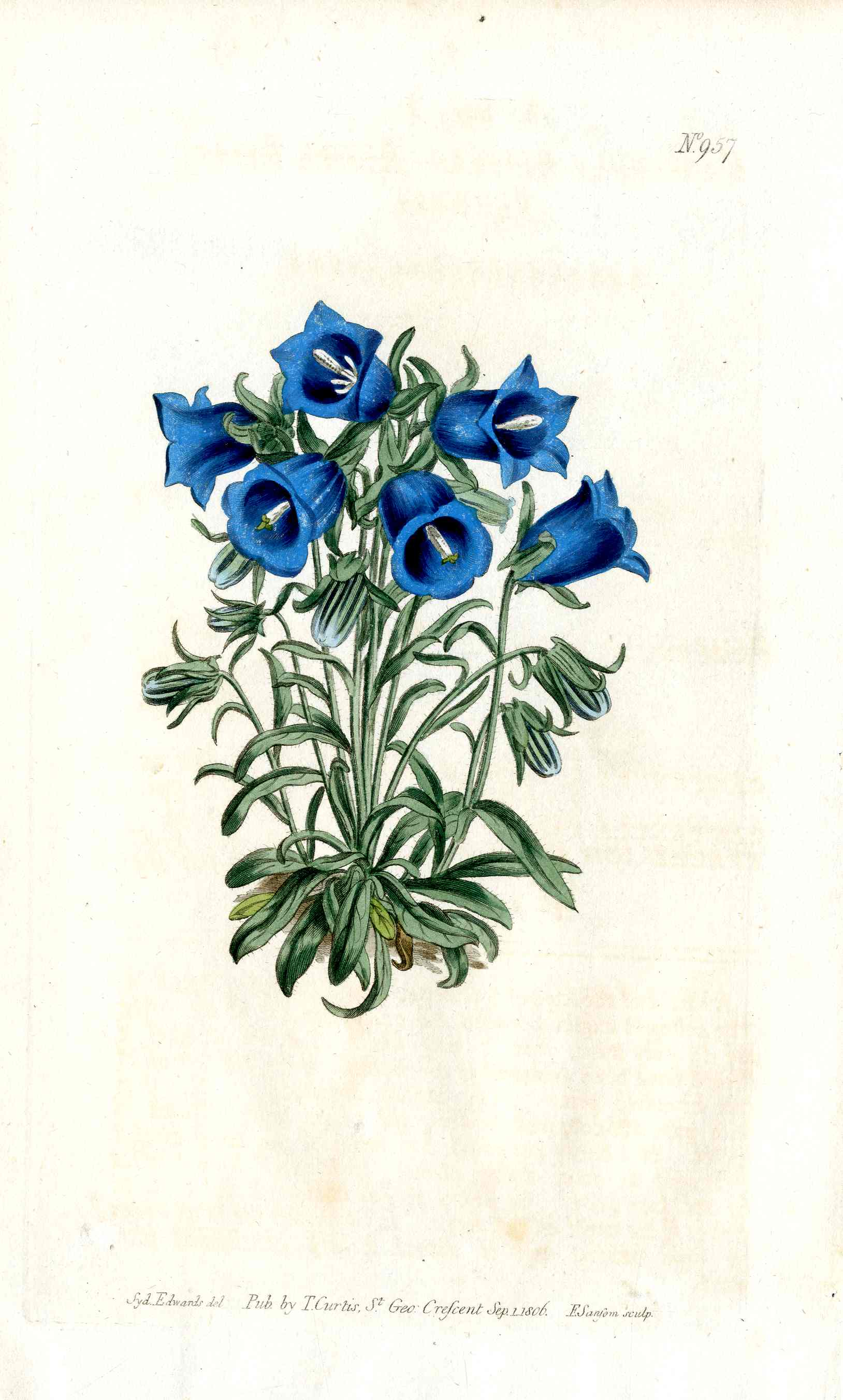 1787 Curtis Botanical Magazine Print Blue Alpin Bellflower