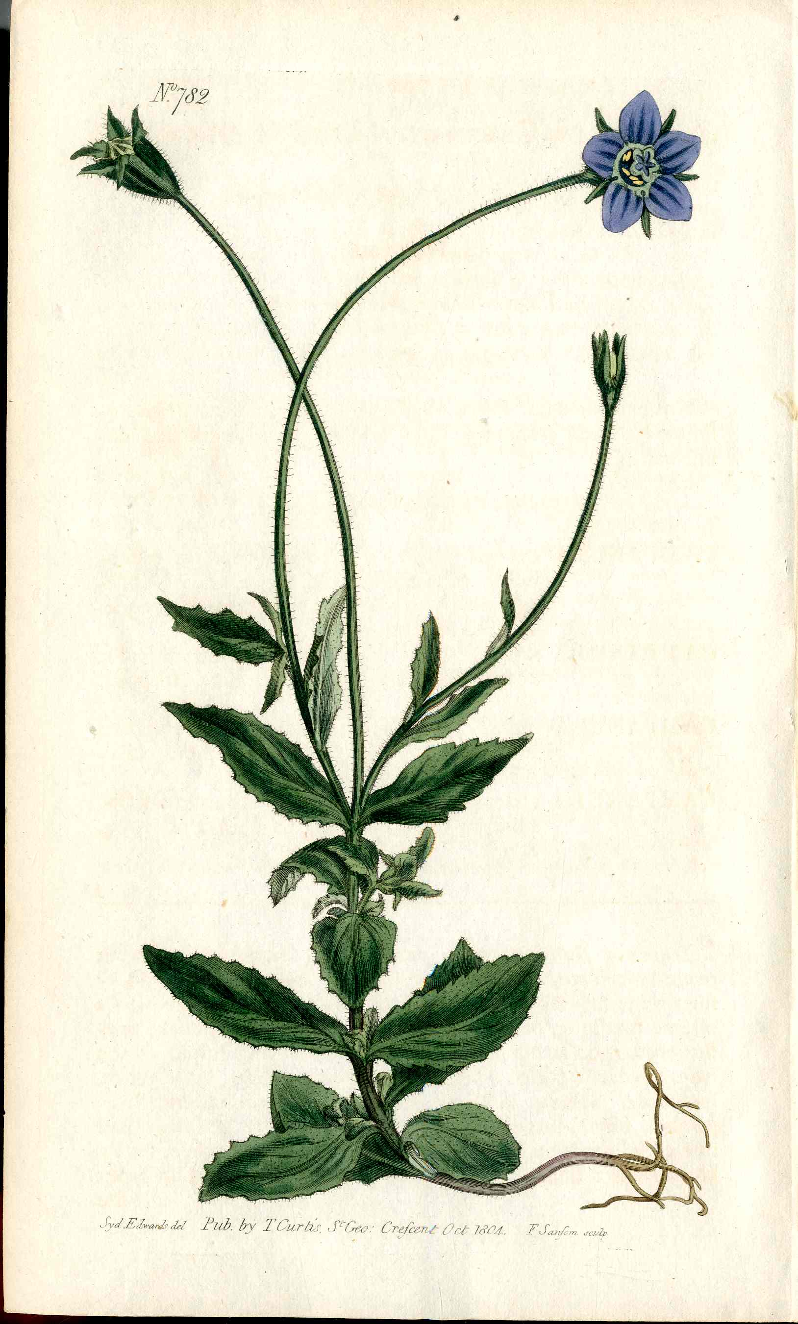 1787 Curtis Botanical Magazine Print Blue Cape Campanula