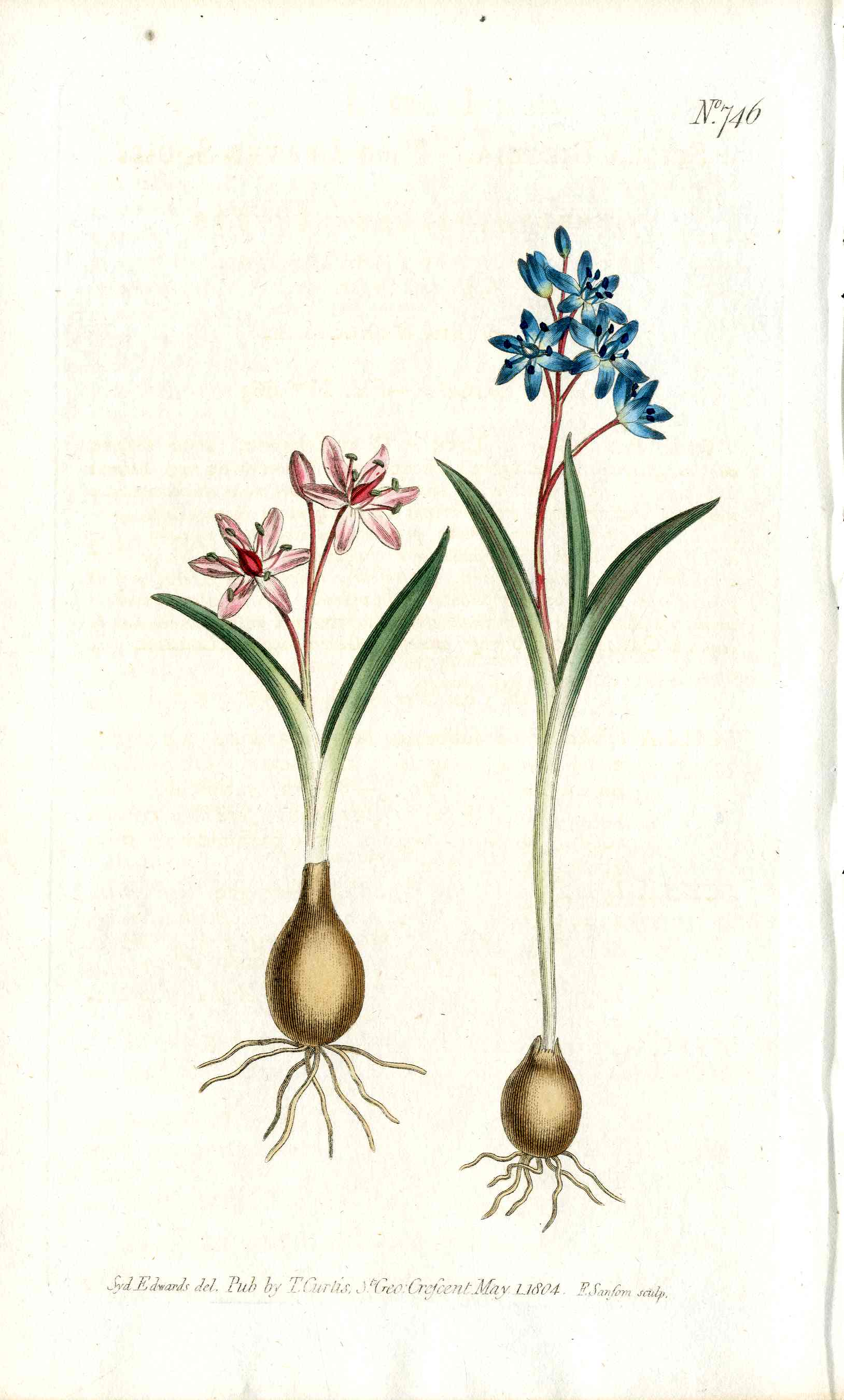 1787 Curtis Botanical Magazine Print Blue, Pink Hyacinth