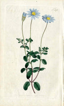 1787 Curtis Botanical Magazine Print Sky Blue Cape Aster - Panteek Antique Prints