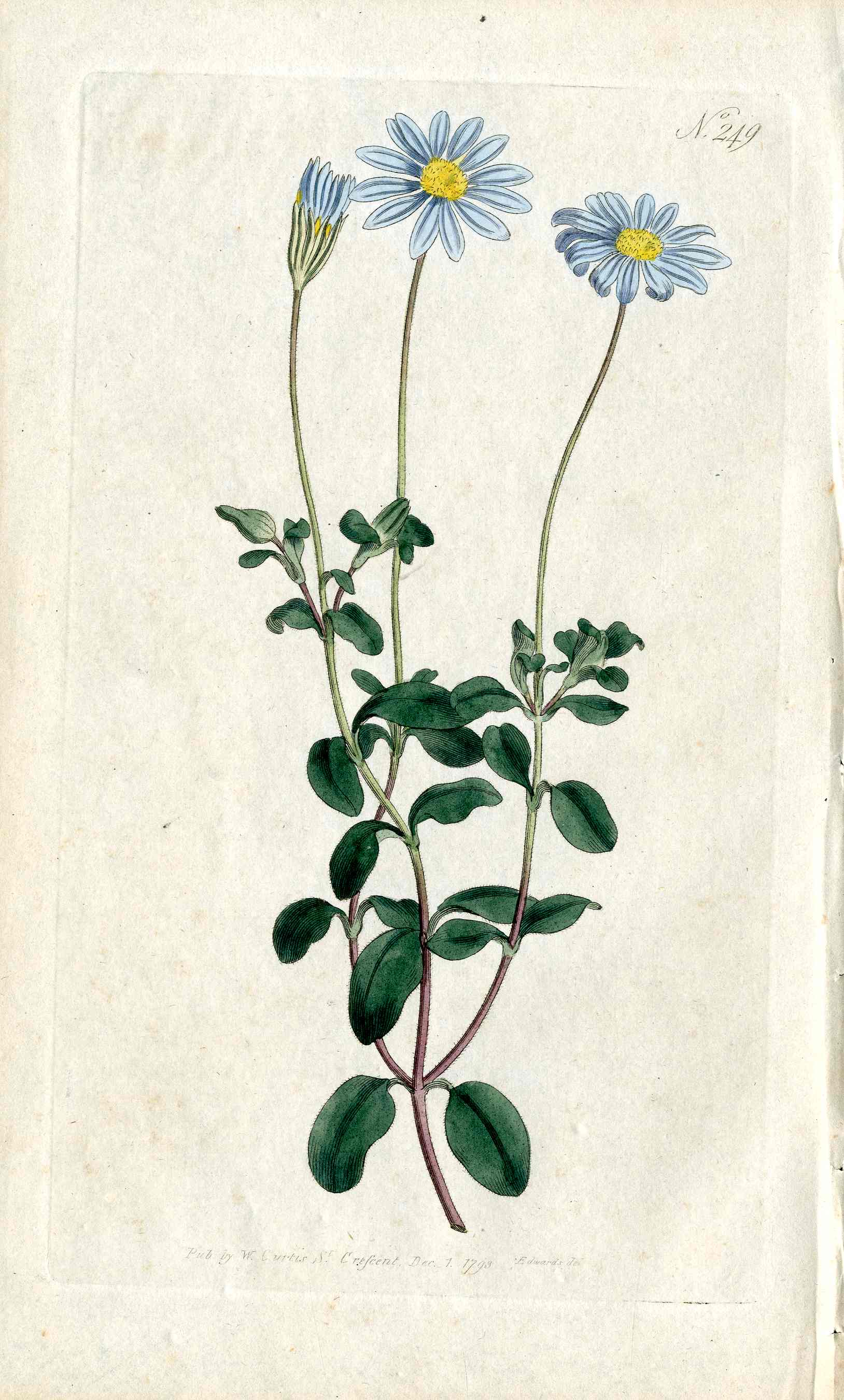 1787 Curtis Botanical Magazine Print Sky Blue Cape Aster