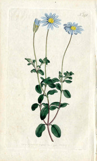 1787 Curtis Botanical Magazine Print Sky Blue Cape Aster - Panteek Antique Prints