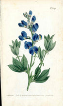 1787 Curtis Botanical Magazine Print Blue Gentian Sophora - Panteek Antique Prints