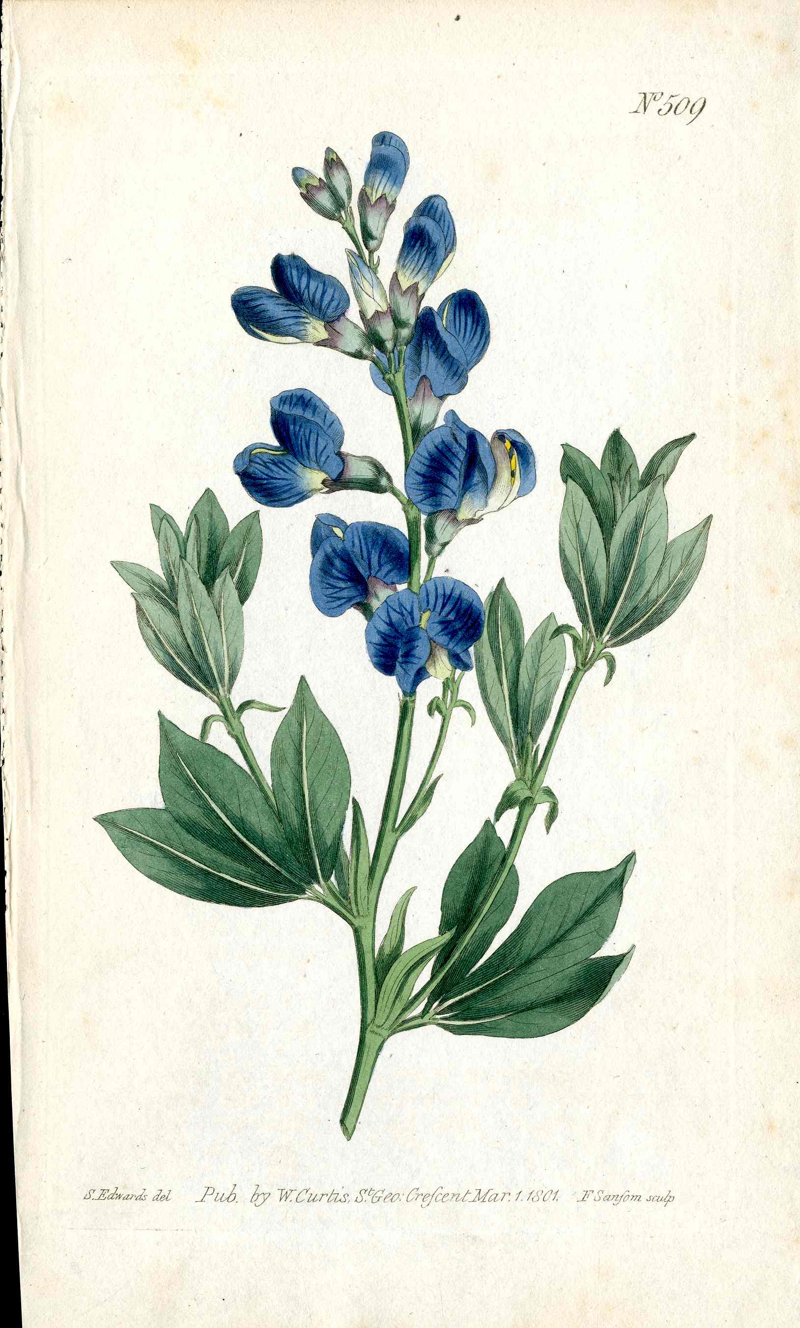 1787 Curtis Botanical Magazine Print Blue Gentian Sophora
