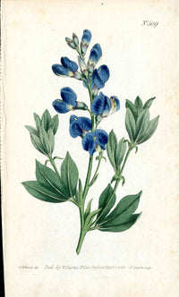1787 Curtis Botanical Magazine Print Blue Gentian Sophora - Panteek Antique Prints