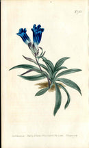 1787 Curtis Botanical Magazine Print Porcelain Blue Gentian - Panteek Antique Prints