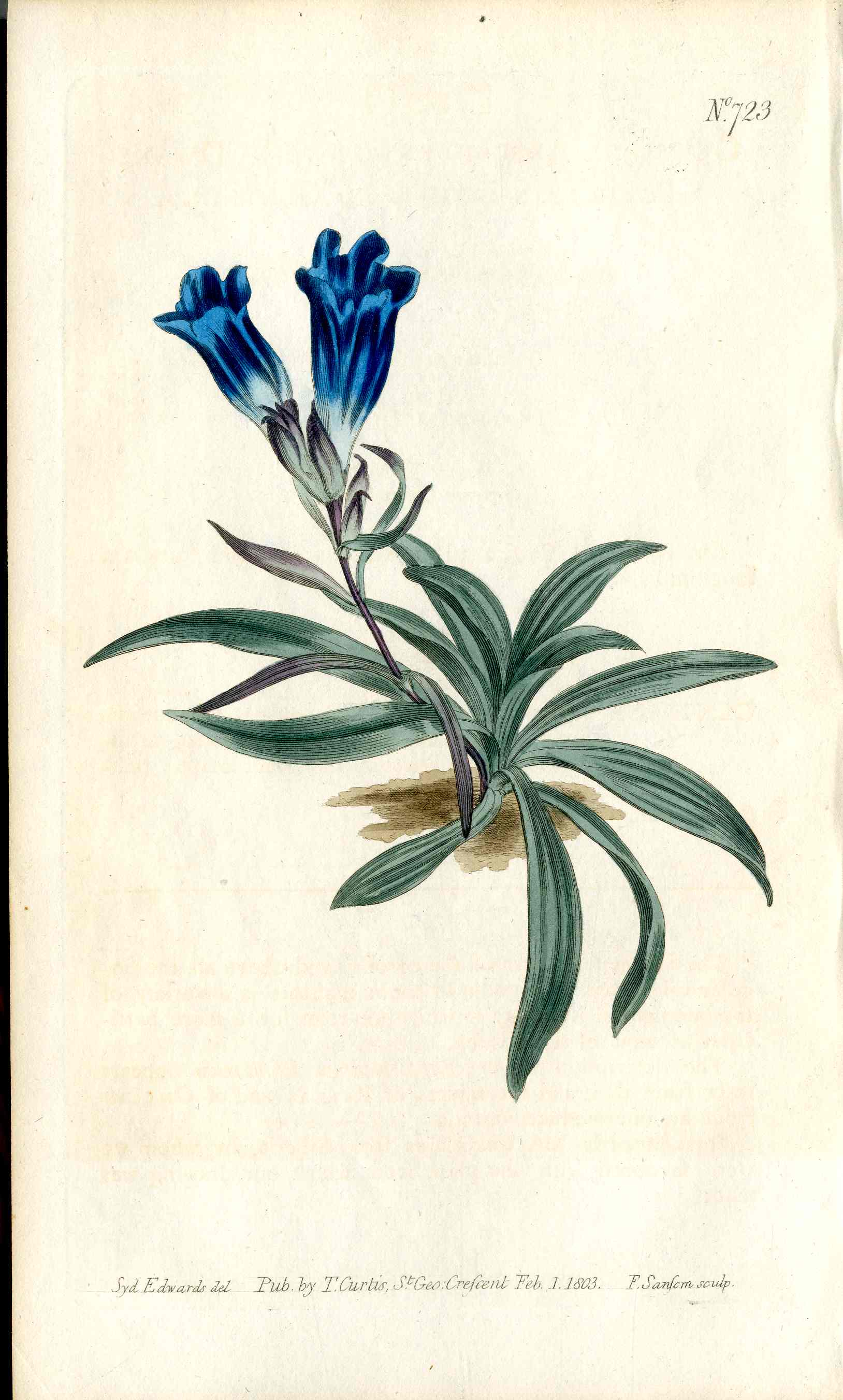 1787 Curtis Botanical Magazine Print Porcelain Blue Gentian
