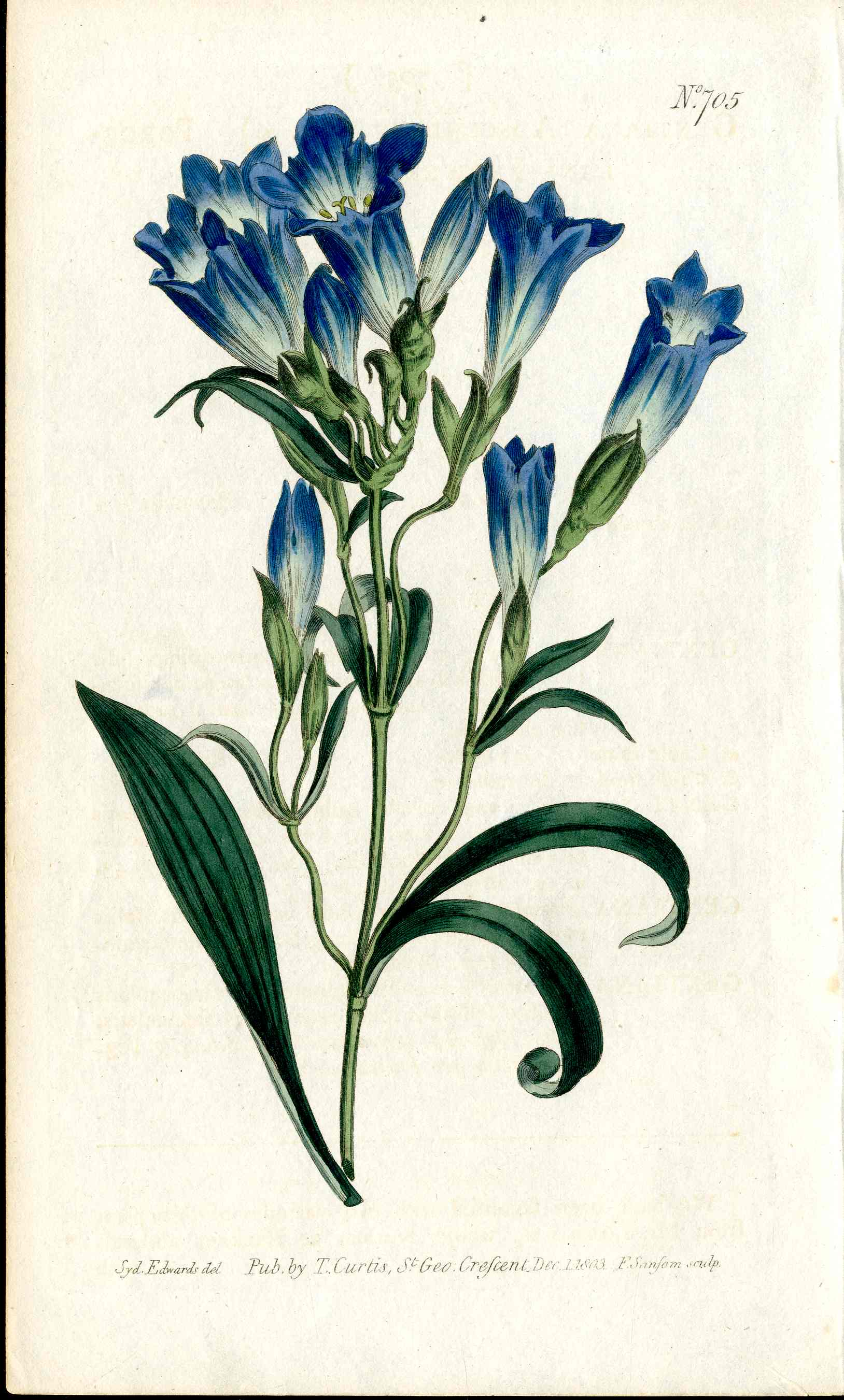 1787 Curtis Botanical Magazine Print Blue Gentian