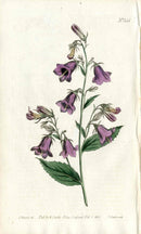1787 Curtis Botanical Magazine Print Azure Campanula - Panteek Antique Prints