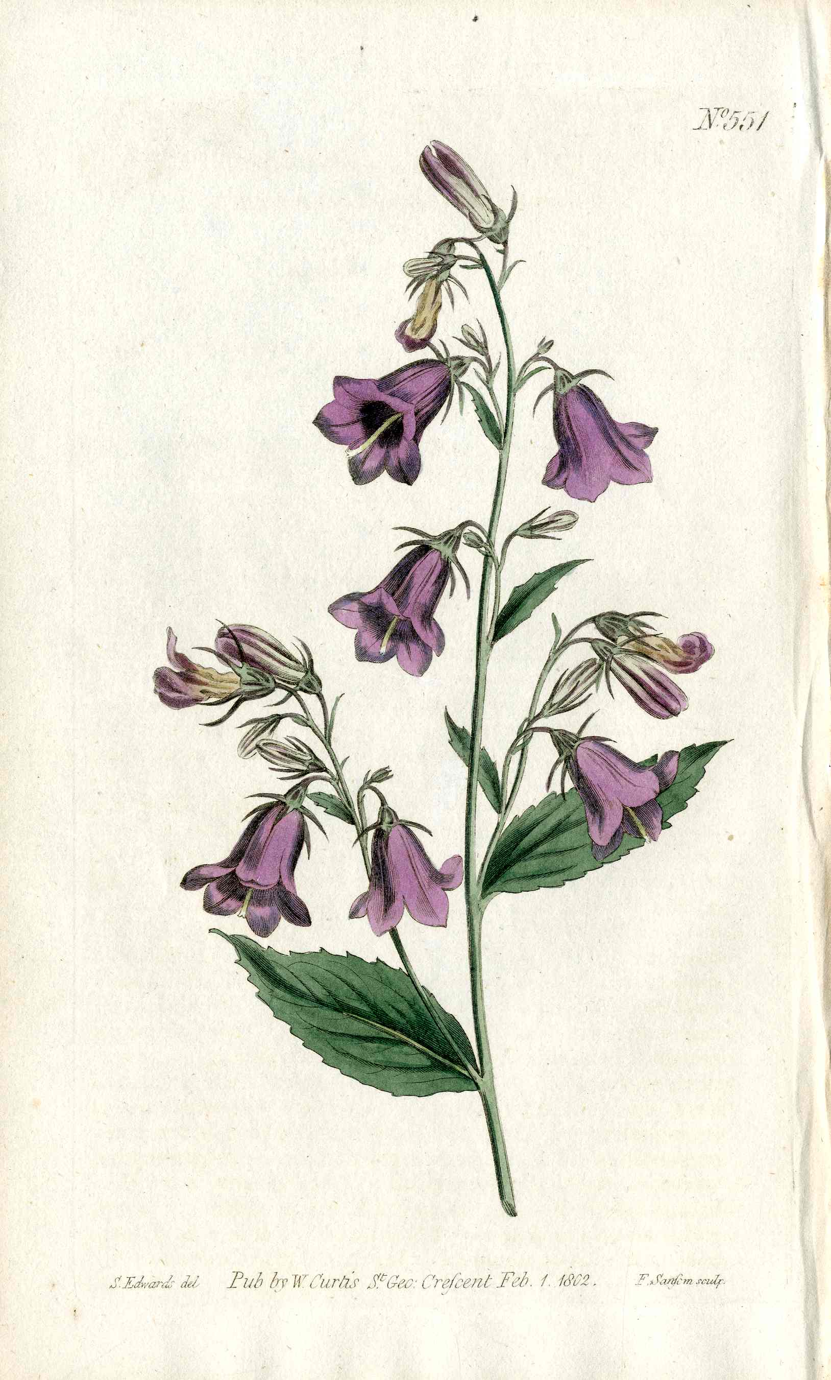 1787 Curtis Botanical Magazine Print Azure Campanula