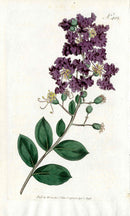 1787 Curtis Botanical Magazine Print Crape Myrtle - Panteek Antique Prints