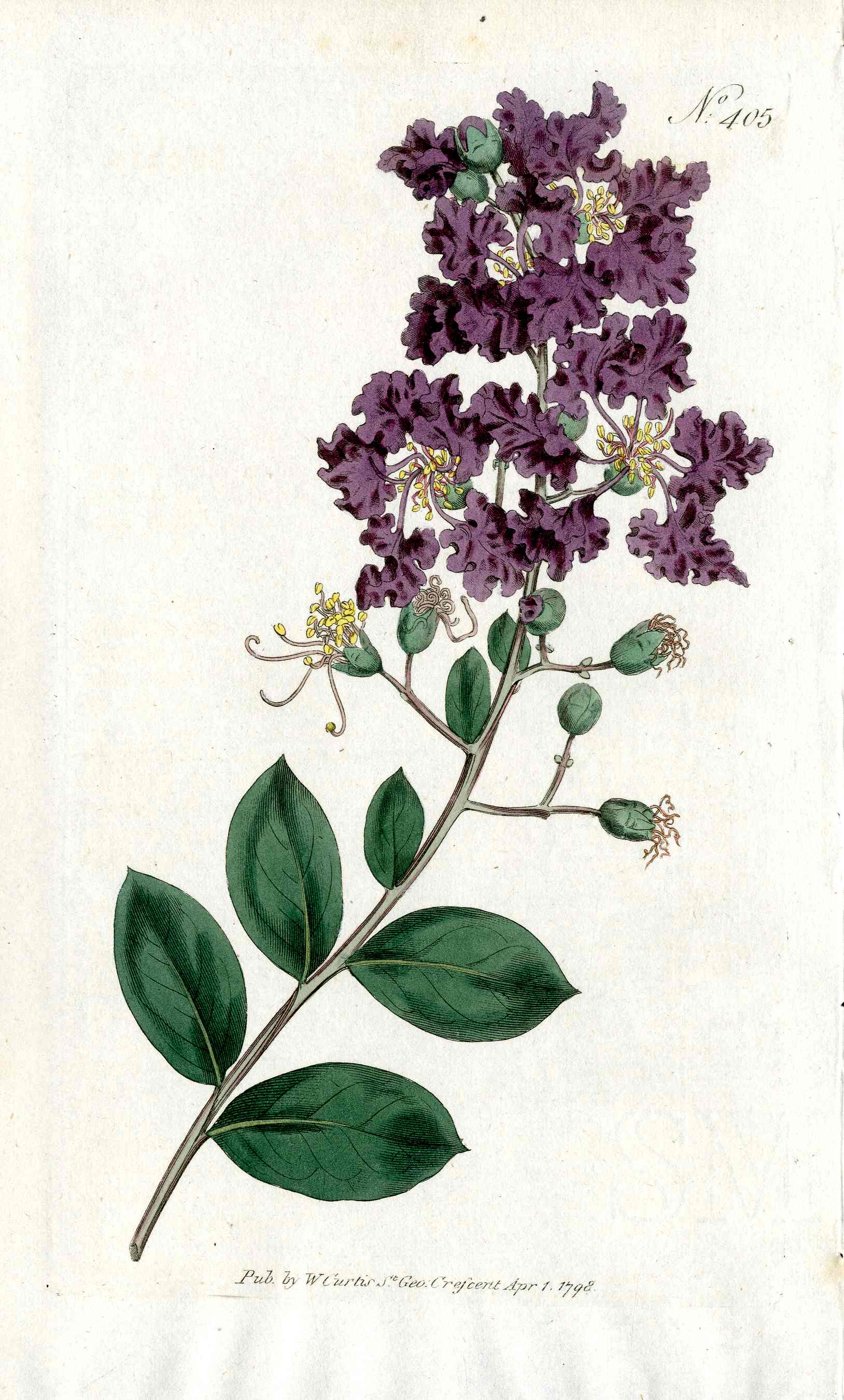 1787 Curtis Botanical Magazine Print Crape Myrtle