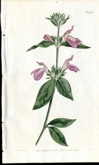 1787 Curtis Botanical Magazine Print Purple Justicia - Panteek Antique Prints