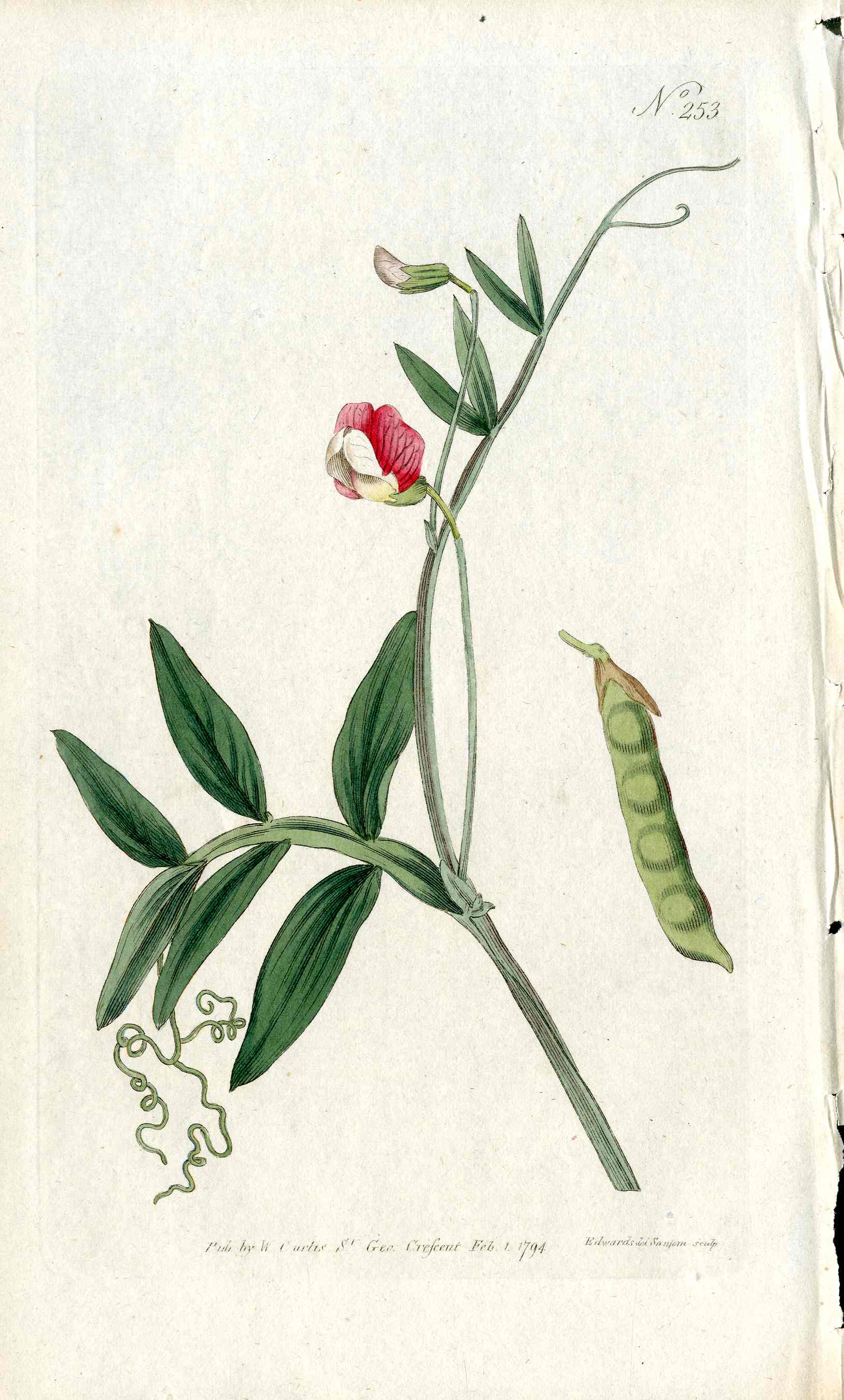 1787 Curtis Botanical Magazine Print Pink Sweet Pea