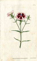 1787 Curtis Botanical Magazine Print Pink Dianthus - Panteek Antique Prints