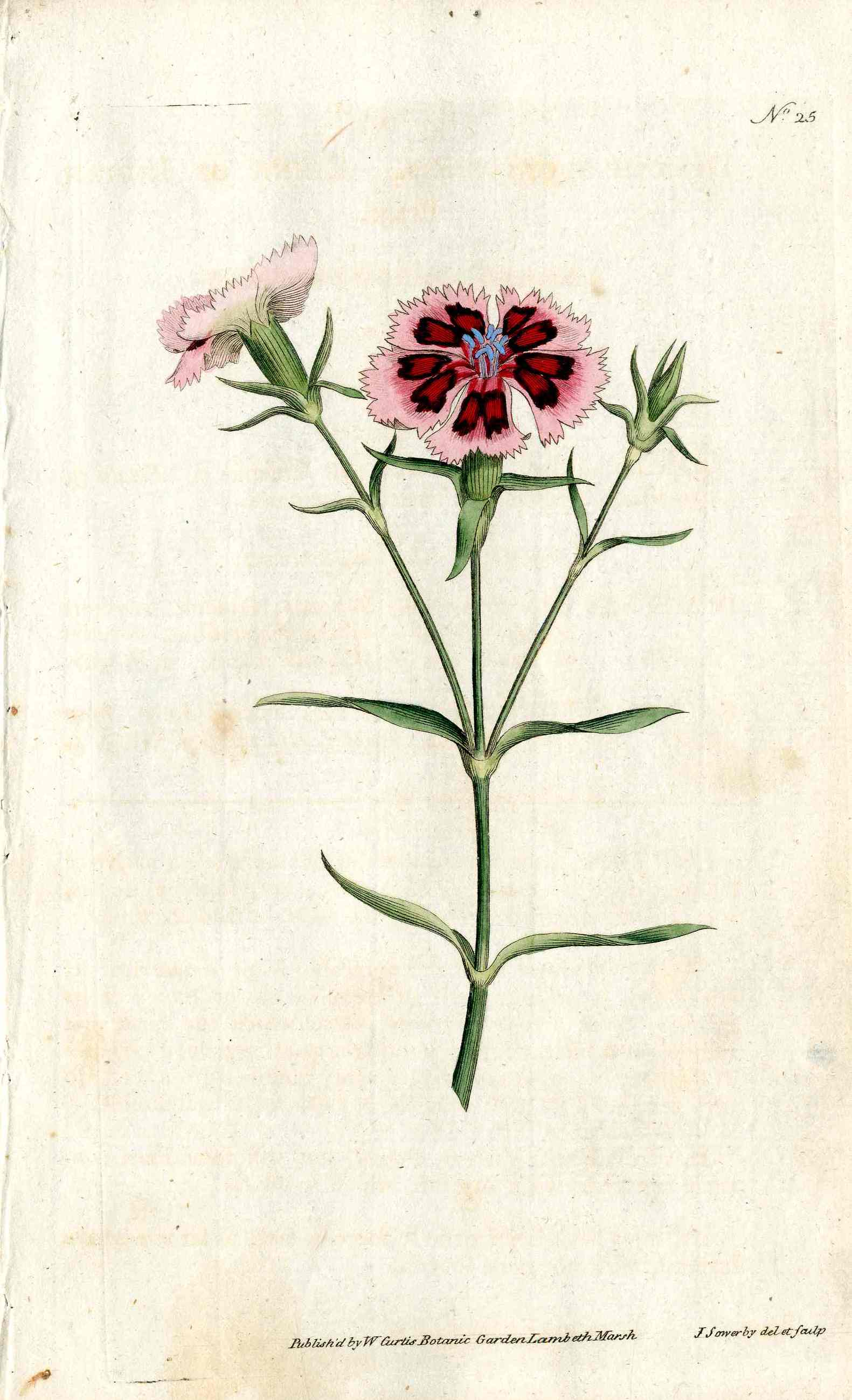 1787 Curtis Botanical Magazine Print Pink Dianthus