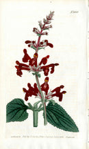 1787 Curtis Botanical Magazine Print Scarlet Stachys - Panteek Antique Prints
